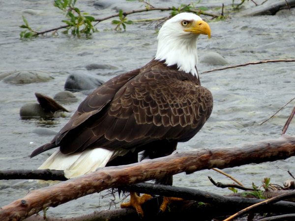 Bald Eagles Achieve Successful Comeback in Vermont