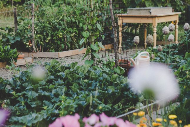 Planning and Designing a Productive Vegetable Garden