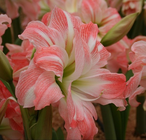 Act Now to Delight Friends and Family with Winter-Blooming Bulbs