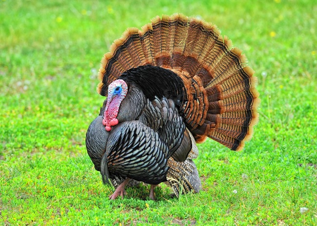 What if the Turkey Had Been our National Symbol?