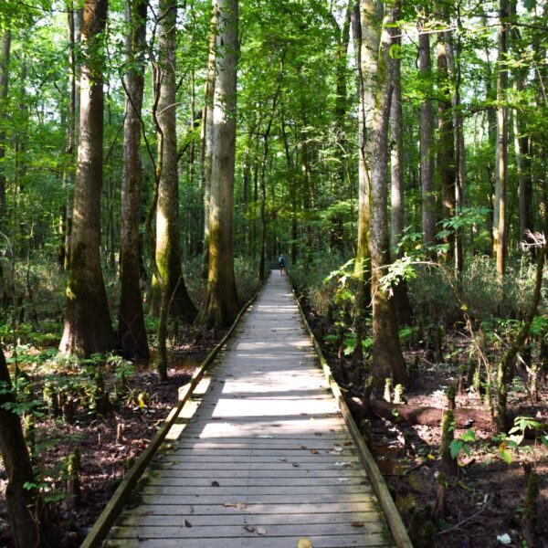 Take a Hike! To Congaree National Park