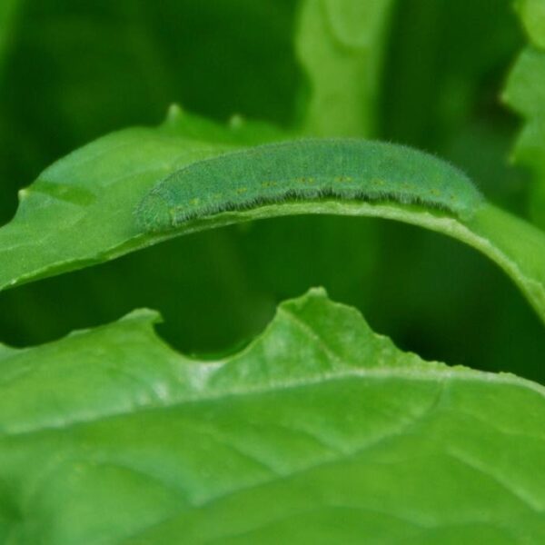 Organic Insect Pest Control in Vegetable and Flower Gardens